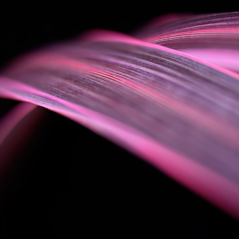 Cordyline banksii Electric Pink - Keulenlilie (Foliage)