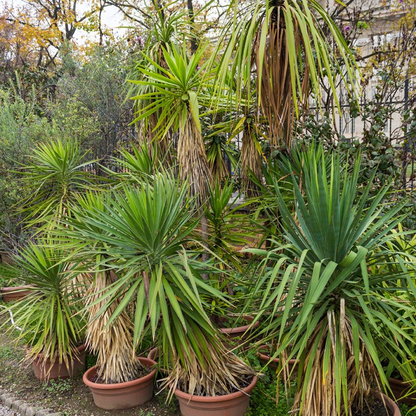 Cordyline indivisa - Keulenlilie (Plant habit)