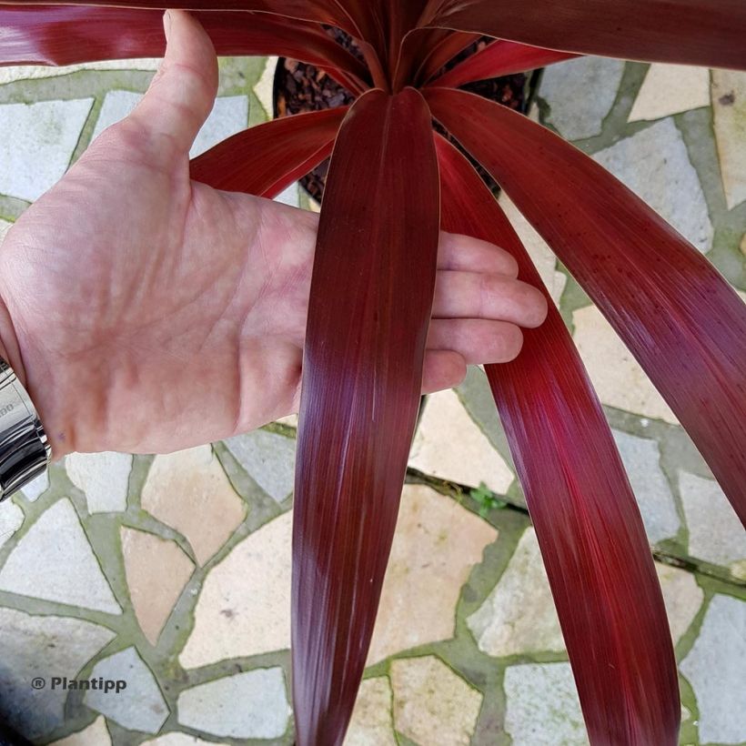 Cordyline obtecta Superstar - Keulenlilie (Foliage)