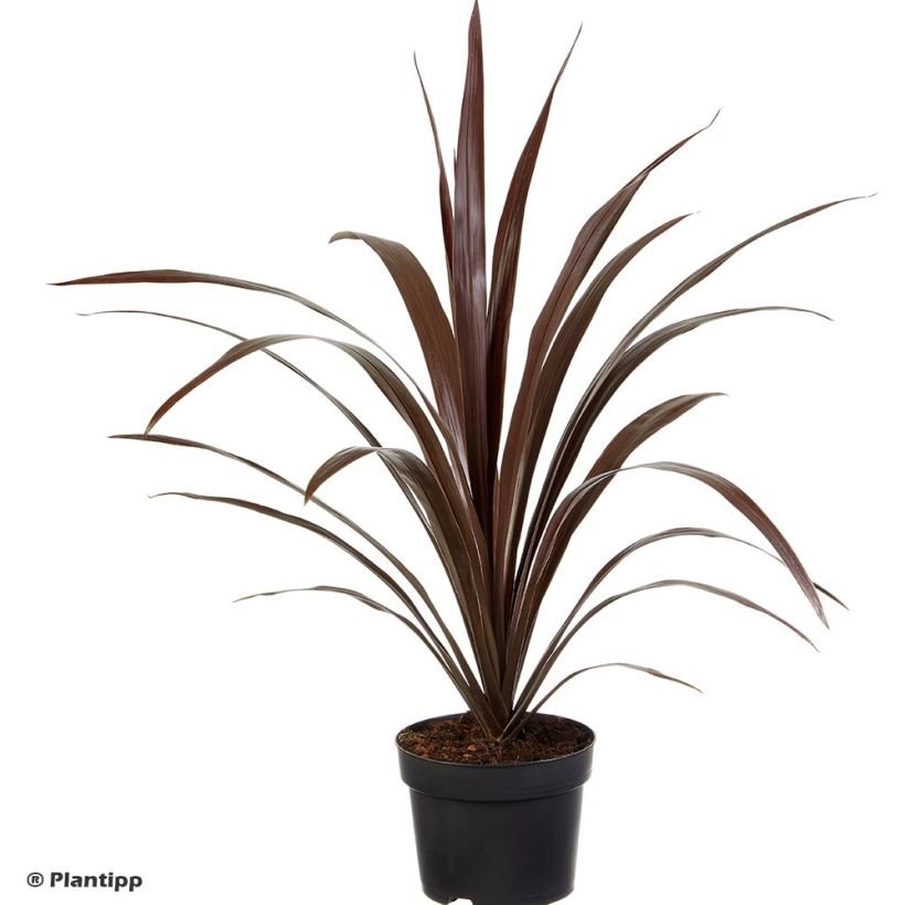 Cordyline obtecta Superstar - Keulenlilie (Plant habit)