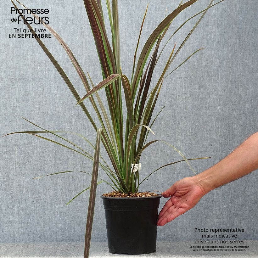 Example of Cordyline banksii Electric Star - Keulenlilie Topf mit 3L/4L as you get in automne