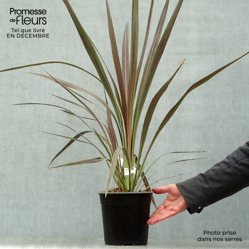 Exemplar von Cordyline banksii Electric Star - Keulenlilie Topf mit 3L/4L wie im Winter geliefert