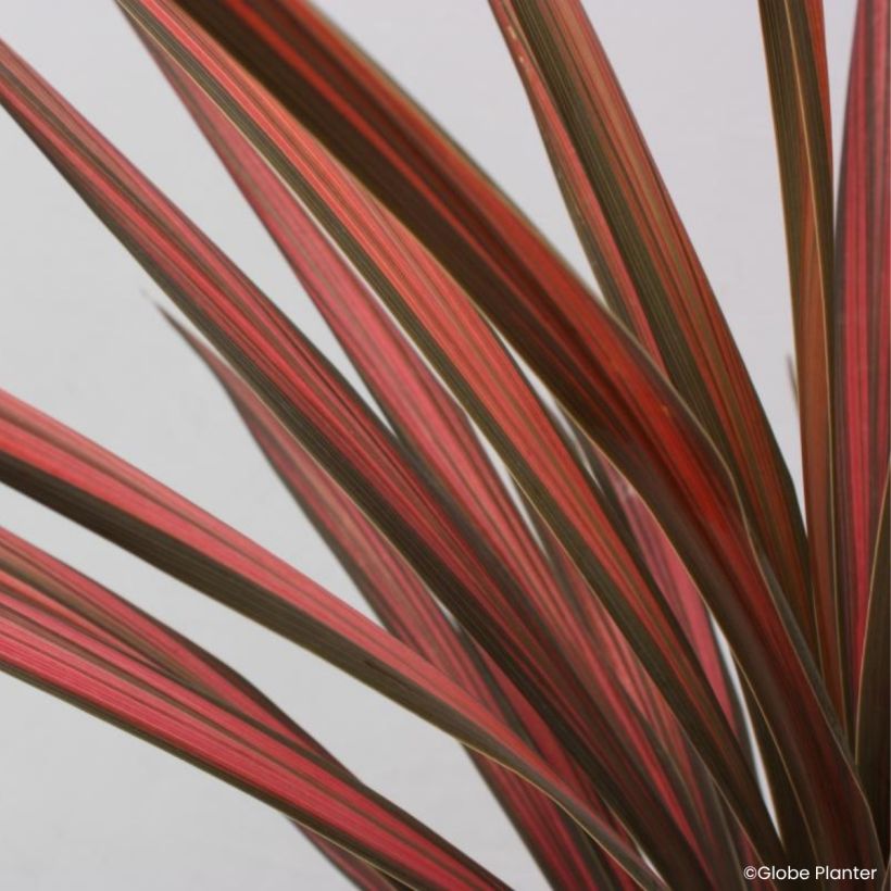 Cordyline australis Coral - Keulenlilie (Laub)