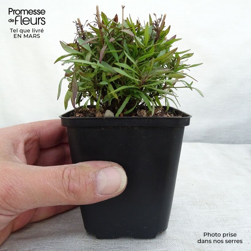 Exemplar von Mädchenauge Citrine - Coreopsis Kleine Töpfe von 8/9 cm wie im Frühjahr geliefert