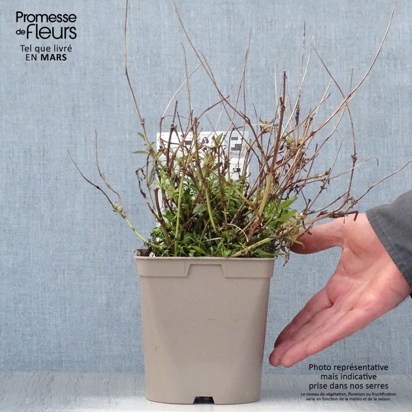 Exemplar von Mädchenauge Cosmic Eye - Coreopsis Topf mit 2L/3L wie im Frühjahr geliefert