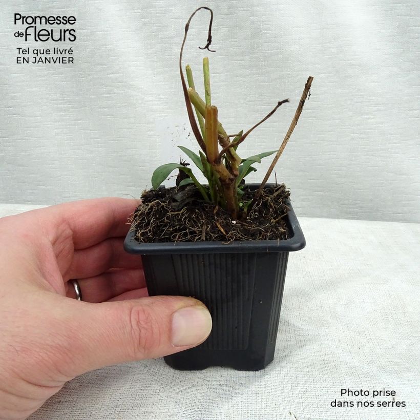 Exemplar von Mädchenauge Full Moon Madness - Coreopsis Kleine Töpfe von 8/9 cm wie im Winter geliefert