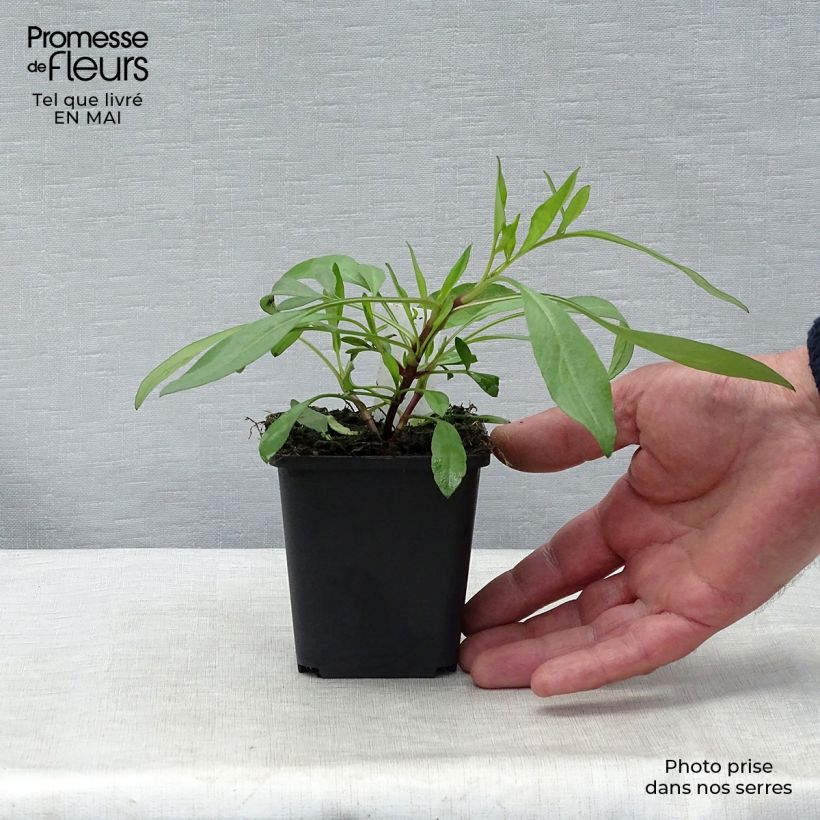 Exemplar von Mädchenauge Full Moon Madness - Coreopsis Kleine Töpfe von 8/9 cm wie im Frühjahr geliefert