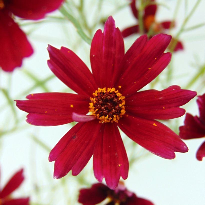 Mädchenauge Limerock ruby - Coreopsis rosea (Flowering)