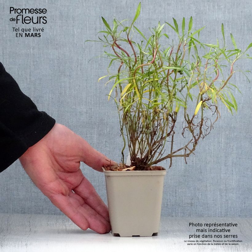 Exemplar von Mädchenauge Limerock ruby - Coreopsis rosea Kleine Töpfe von 8/9 cm wie im Frühjahr geliefert