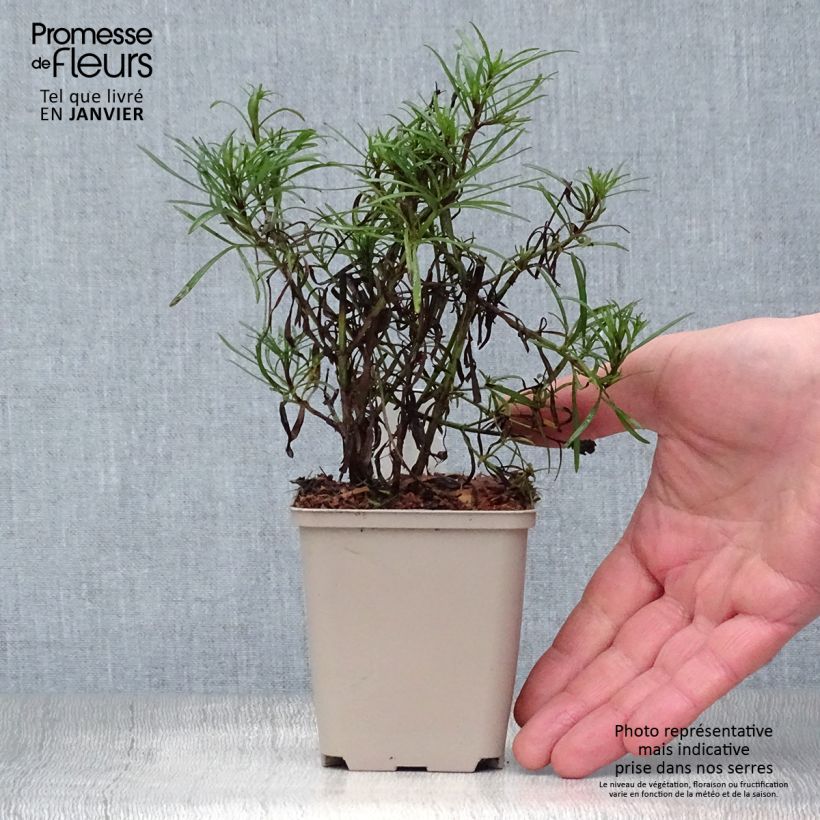 Exemplar von Mädchenauge Madras Magic - Coreopsis Kleine Töpfe von 8/9 cm wie im Winter geliefert