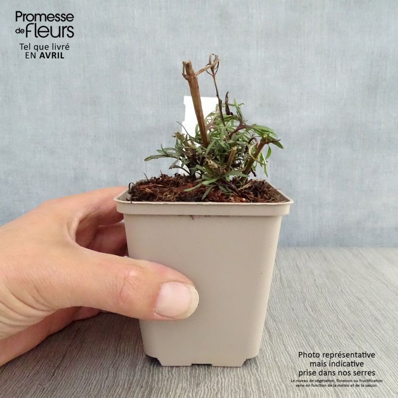 Exemplar von Mädchenauge Madras Magic - Coreopsis Kleine Töpfe von 8/9 cm wie im Frühjahr geliefert