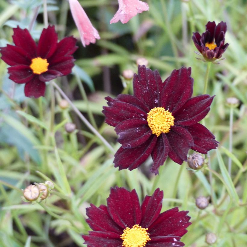 Mädchenauge Mercury Rising - Coreopsis (Flowering)