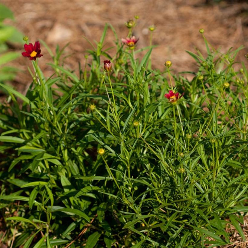 Mädchenauge Mercury Rising - Coreopsis (Plant habit)