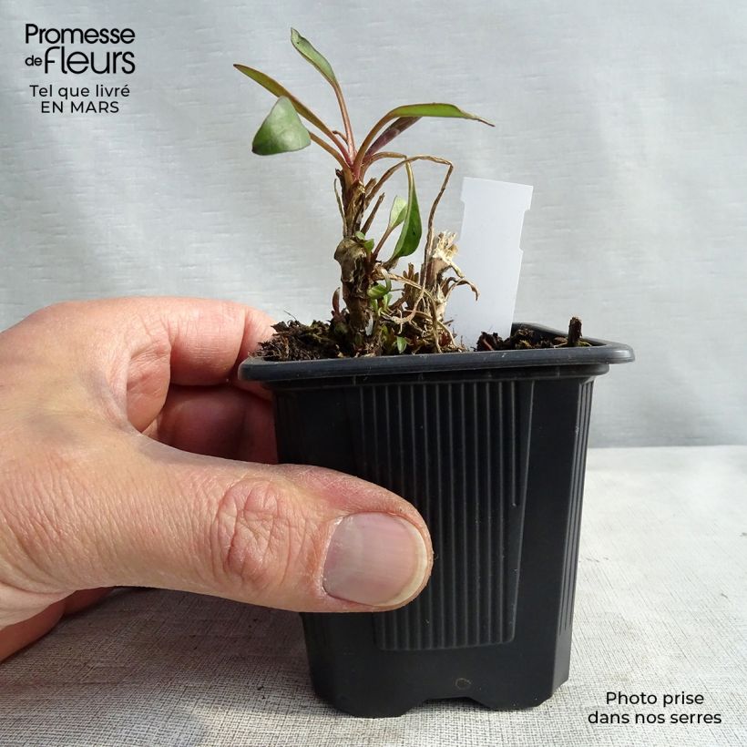 Exemplar von Mädchenauge Mercury Rising - Coreopsis Kleine Töpfe von 8/9 cm wie im Winter geliefert