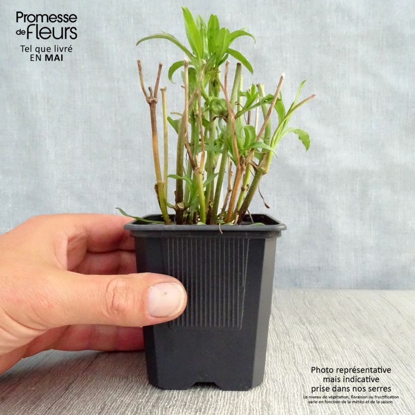 Exemplar von Mädchenauge Redshift - Coreopsis Kleine Töpfe von 8/9 cm wie im Frühjahr geliefert