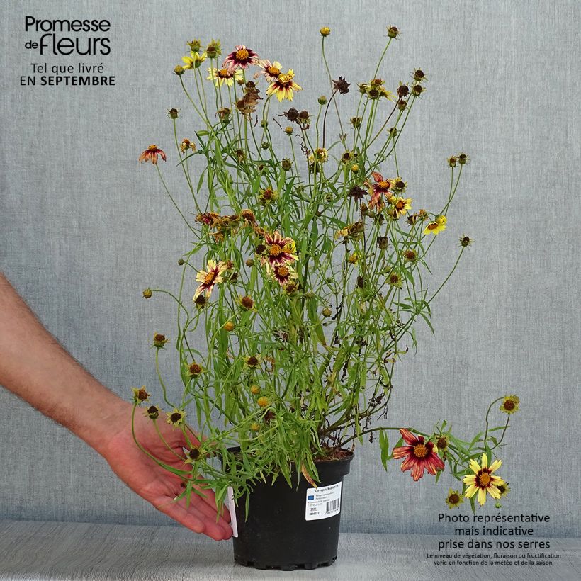 Exemplar von Mädchenauge Redshift - Coreopsis Topf mit 2L/3L wie im Sommer geliefert