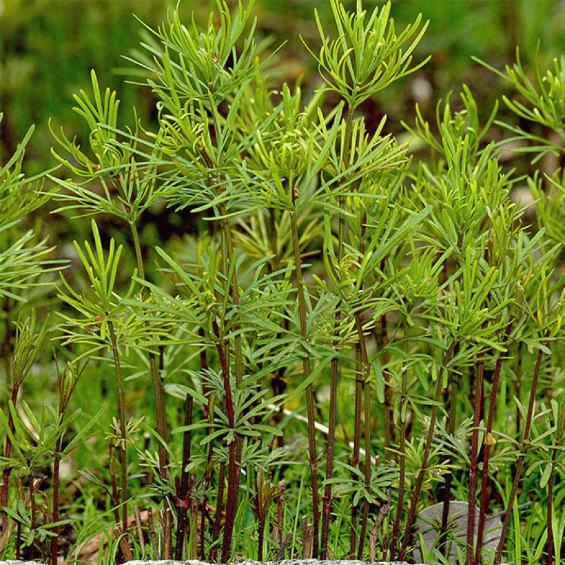 Mädchenauge Ruby Red - Coreopsis verticilliata (Foliage)