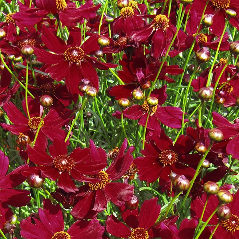Mädchenauge Ruby Red - Coreopsis verticilliata (Flowering)