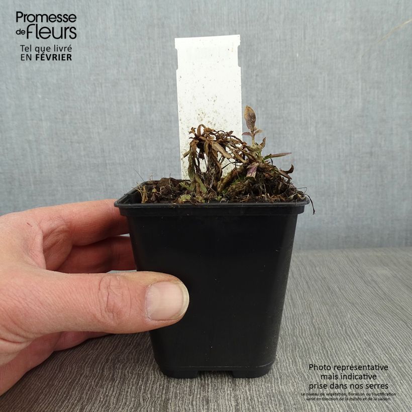 Exemplar von Großblumige Mädchenauge Tequila Sunrise - Coreopsis grandiflora Kleine Töpfe von 8/9 cm wie im Winter geliefert