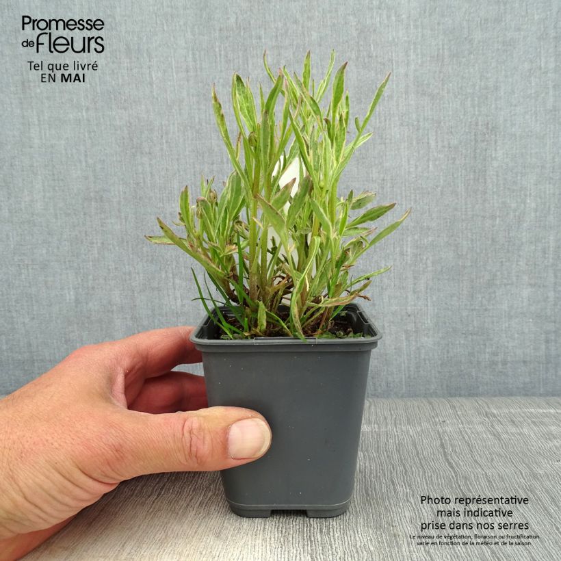 Exemplar von Großblumige Mädchenauge Tequila Sunrise - Coreopsis grandiflora Kleine Töpfe von 8/9 cm wie im Frühjahr geliefert