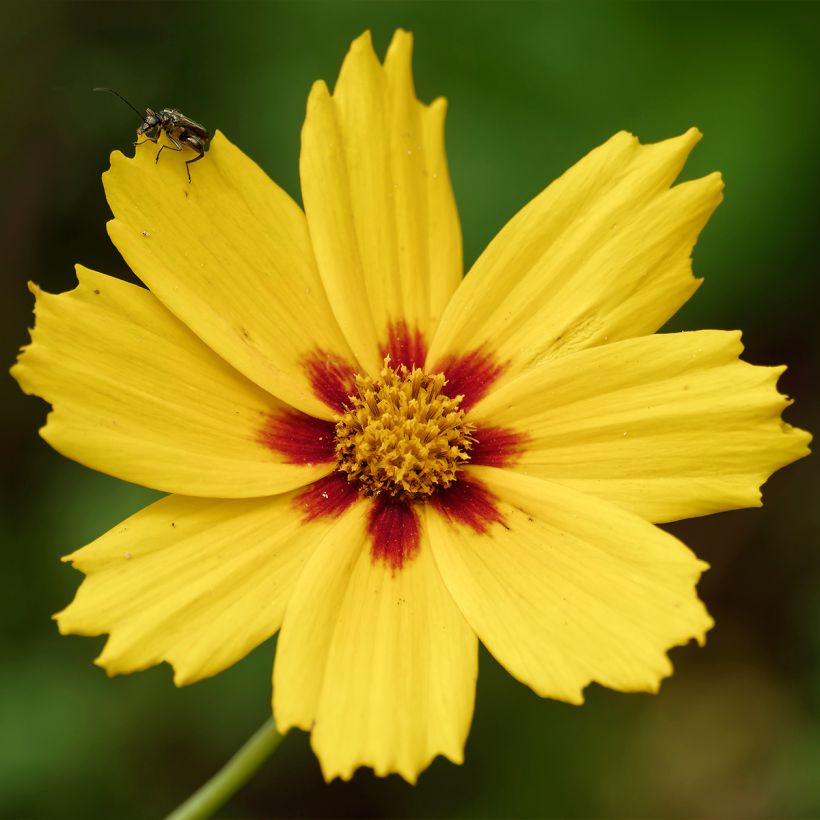 Großblumige Mädchenauge Tequila Sunrise - Coreopsis grandiflora (Flowering)