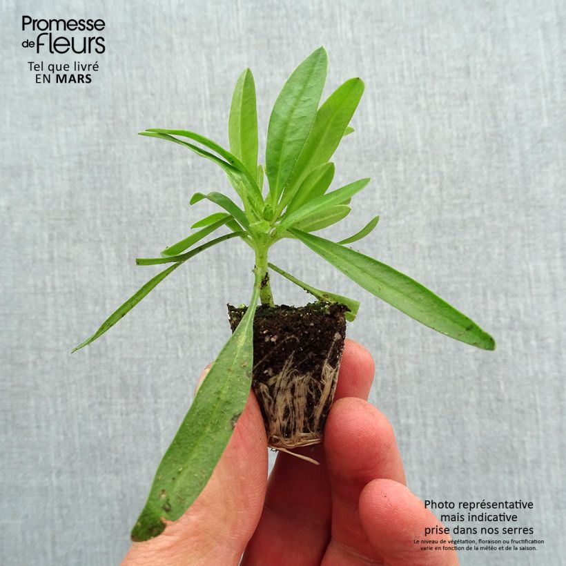 Example of Mädchenauge Uptick Gold & Bronze - Coreopsis Mini-Plug Ø 3/4 cm as you get in printemps