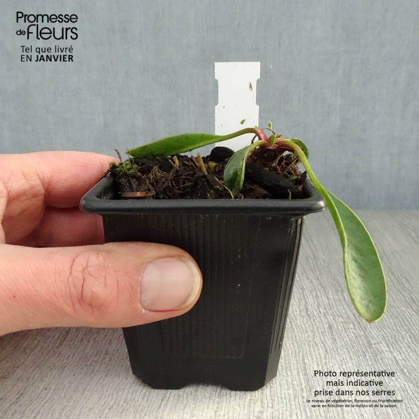 Exemplar von Großblumige Mädchenauge Badengold - Coreopsis grandiflora Kleine Töpfe von 8/9 cm wie im Winter geliefert