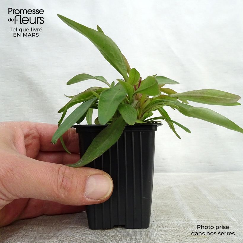 Exemplar von Mädchenauge Early Sunrise - Coreopsis alpinus Kleine Töpfe von 7/8 cm wie im Winter geliefert