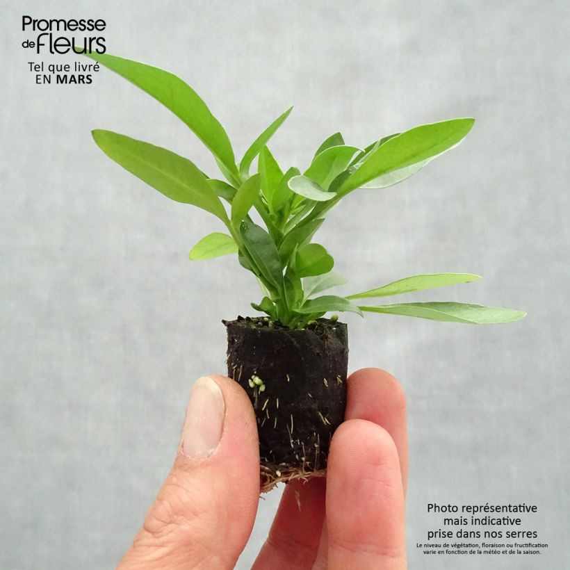 Example of Mädchenauge Sunstar Orange - Coreopsis Mini-Plug Ø 3/4 cm as you get in printemps