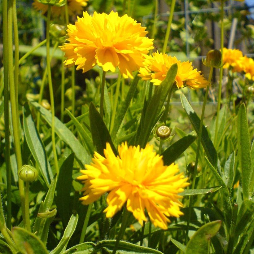 Großblumige Mädchenauge Louis d'Or - Coreopsis grandiflora (Flowering)