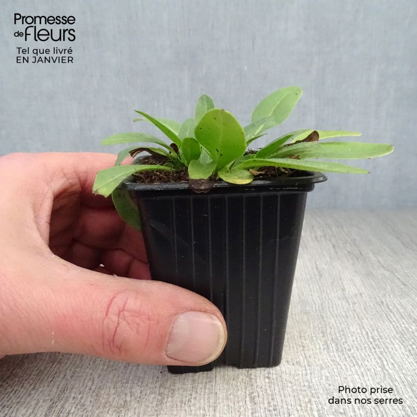 Exemplar von Großblumige Mädchenauge Louis d'Or - Coreopsis grandiflora Kleine Töpfe von 7/8 cm wie im Winter geliefert