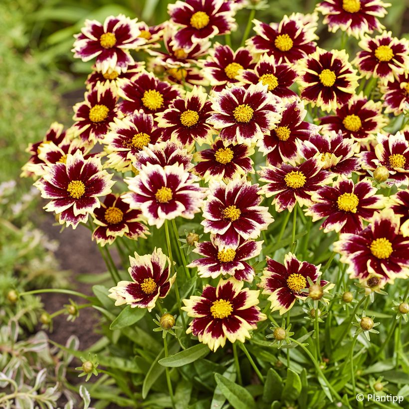 Großblumige Mädchenauge Solar Fancy - Coreopsis grandiflora (Flowering)