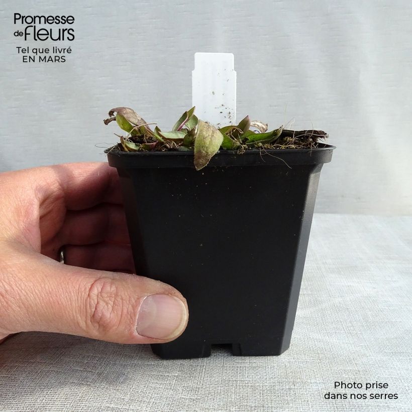 Exemplar von Großblumige Mädchenauge Sonnenkind - Coreopsis grandiflora Kleine Töpfe von 8/9 cm wie im Frühjahr geliefert