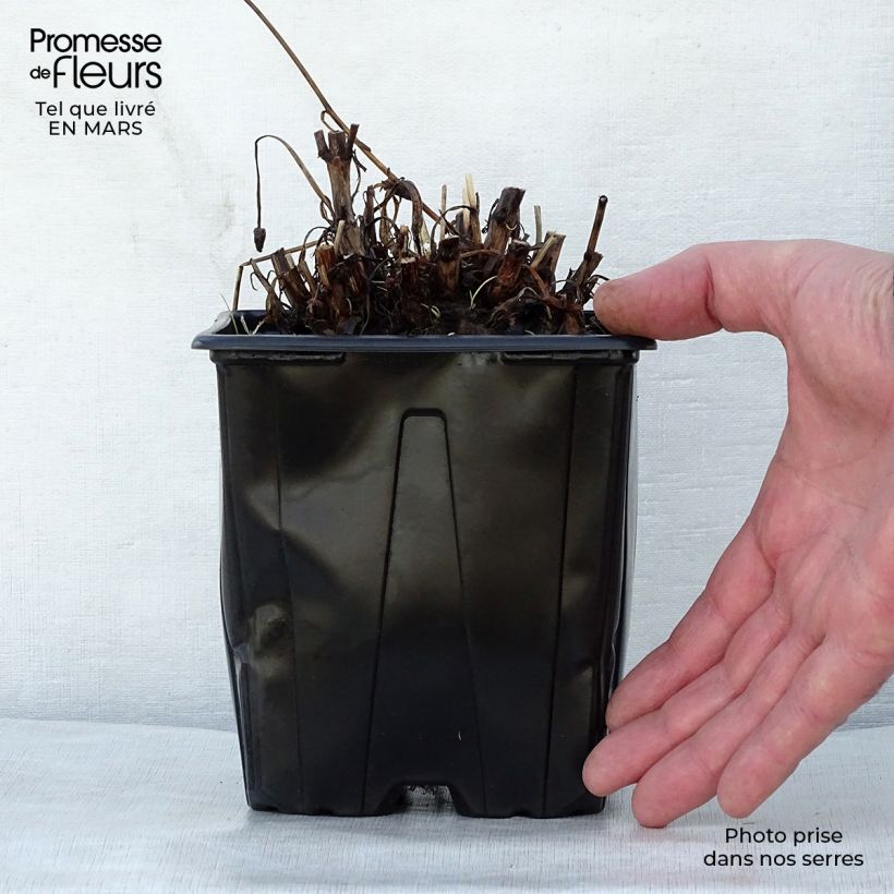 Exemplar von Großblumige Mädchenauge Sonnenkind - Coreopsis grandiflora Topf mit 2L/3L wie im Frühjahr geliefert