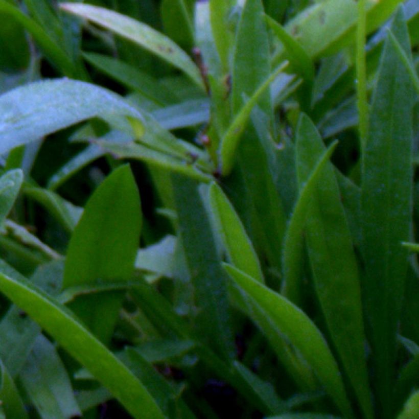 Großblumige Mädchenauge Sunray - Coreopsis grandiflora (Foliage)