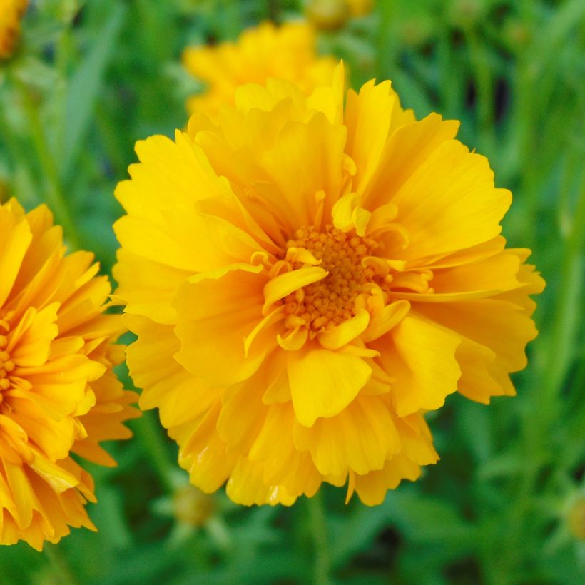 Großblumige Mädchenauge Sunray - Coreopsis grandiflora (Flowering)