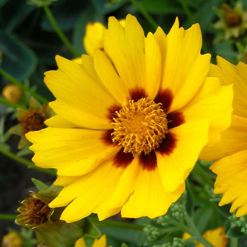 Zwergiges Mädchenauge Baby Gold - Coreopsis lanceolata (Flowering)
