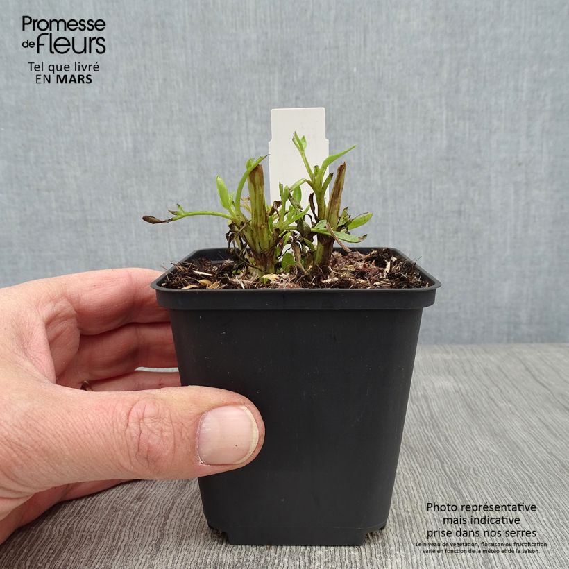 Exemplar von Zwergiges Mädchenauge Baby Gold - Coreopsis lanceolata Kleine Töpfe von 8/9 cm wie im Winter geliefert