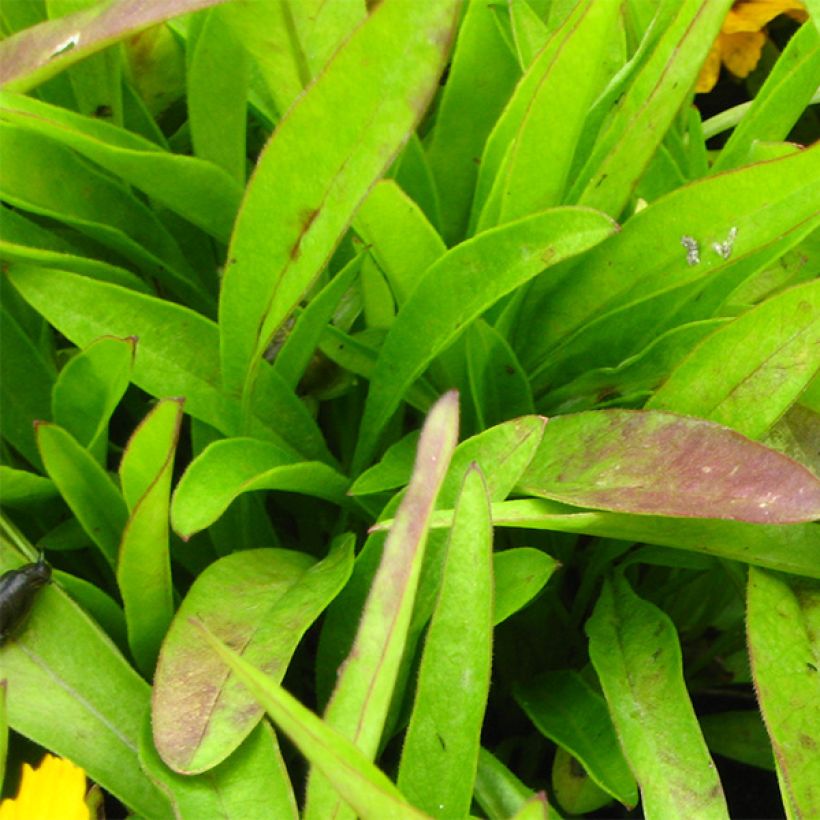 Zwergiges Mädchenauge Goldfink - Coreopsis lanceolata (Foliage)
