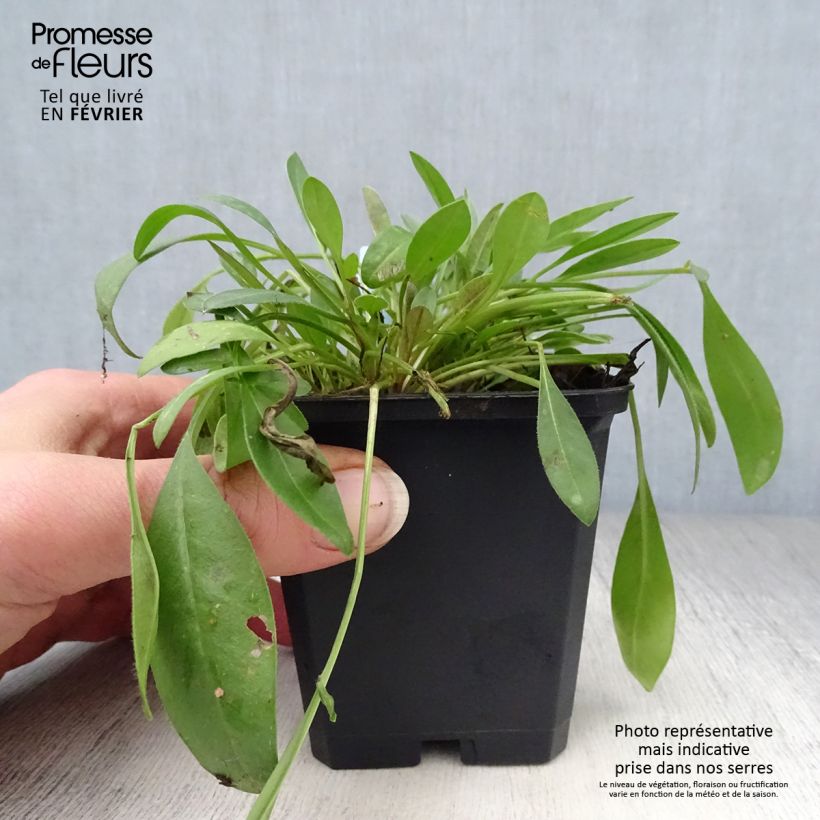 Exemplar von Zwergiges Mädchenauge Sterntaler - Coreopsis lanceolata Kleine Töpfe von 8/9 cm wie im Winter geliefert