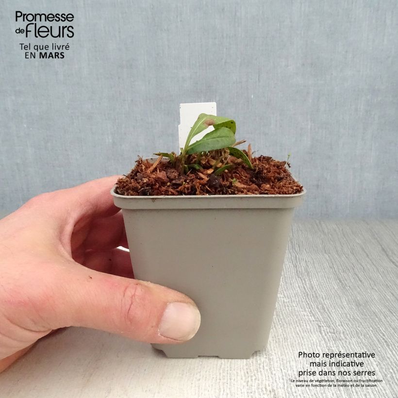 Exemplar von Zwergiges Mädchenauge Walter - Coreopsis lanceolata Kleine Töpfe von 8/9 cm wie im Frühjahr geliefert