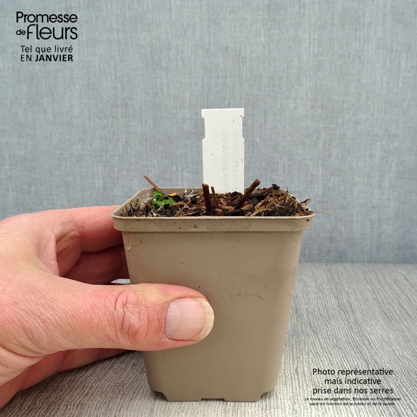 Exemplar von Coreopsis major - Mädchenauge Kleine Töpfe von 8/9 cm wie im Winter geliefert