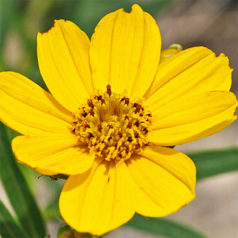 Coreopsis palmata - Mädchenauge (Flowering)
