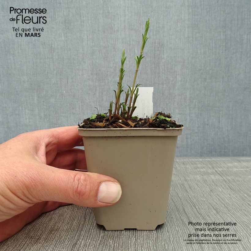 Exemplar von Coreopsis palmata - Mädchenauge Kleine Töpfe von 8/9 cm wie im Frühjahr geliefert