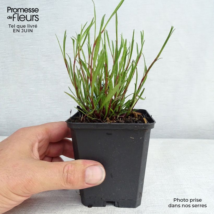 Exemplar von Mädchenauge American Dream - Coreopsis rosea Kleine Töpfe von 8/9 cm wie im Sommer geliefert
