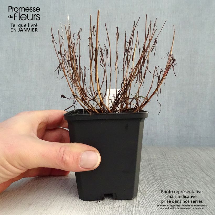 Exemplar von Mädchenauge American Dream - Coreopsis rosea Kleine Töpfe von 8/9 cm wie im Winter geliefert