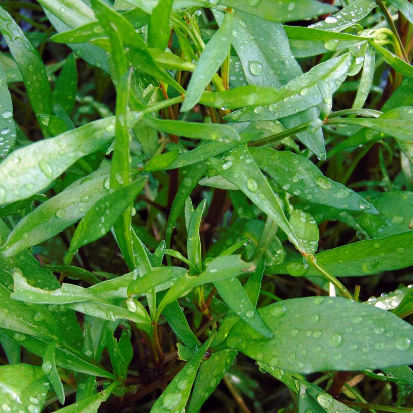 Mädchenauge Heaven's Gate - Coreopsis rosea (Foliage)