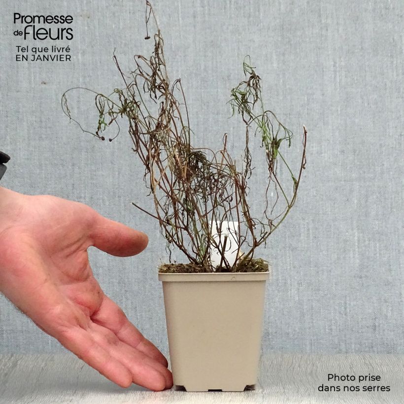 Exemplar von Mädchenauge Sweet Dreams - Coreopsis rosea Kleine Töpfe von 8/9 cm wie im Winter geliefert