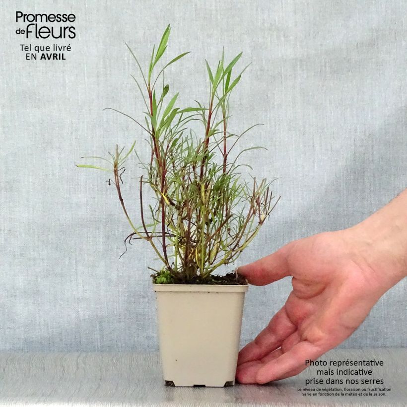 Exemplar von Mädchenauge Sweet Dreams - Coreopsis rosea Kleine Töpfe von 8/9 cm wie im Frühjahr geliefert