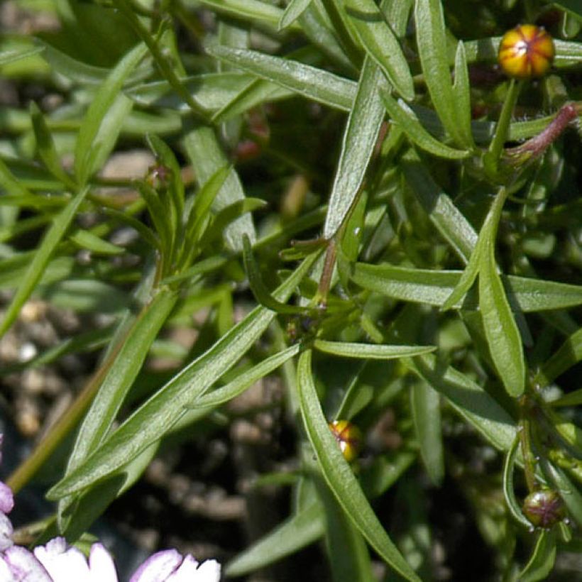 Mädchenauge Sweet Dreams - Coreopsis rosea (Foliage)